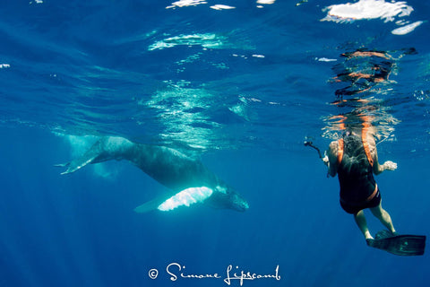 Truli Wetsuits snorkels with Humpback Whales with Aquatic Adventures while working onboard The Turks & Caicos Explorer II