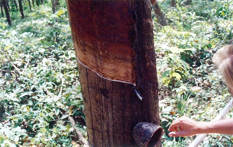 Mia in 2003 in Thailand inspecting how a rubber tree is tapped